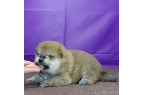 成約済の愛知県の柴犬-368128の2枚目